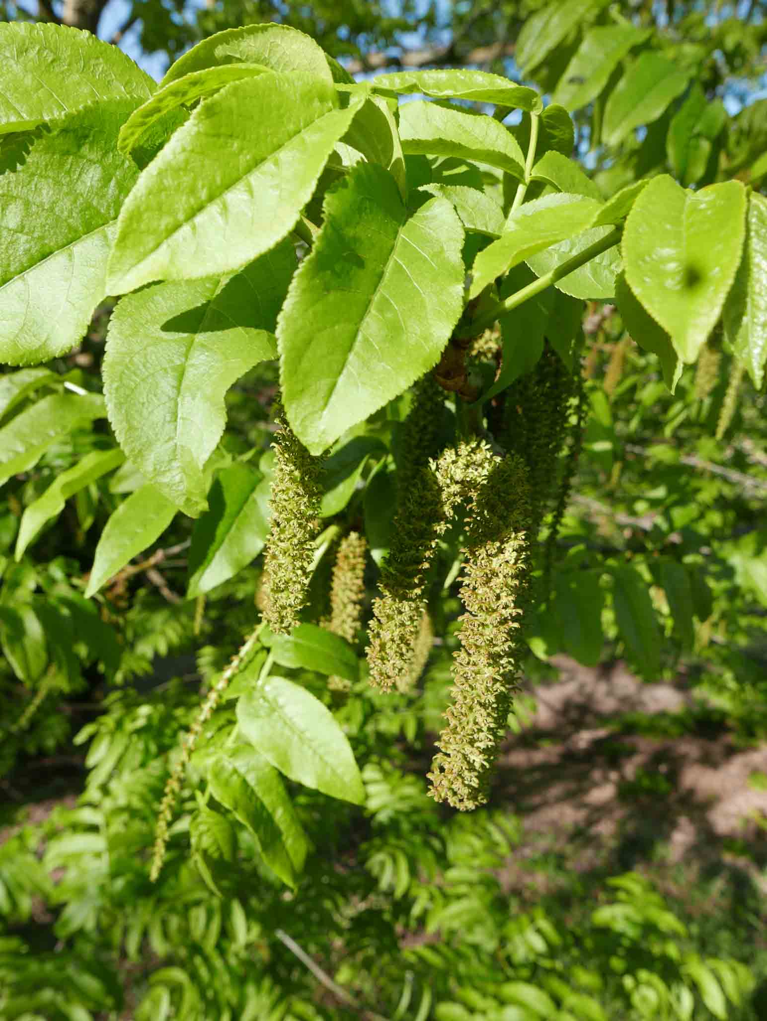 Juglans nigra / Noce nero