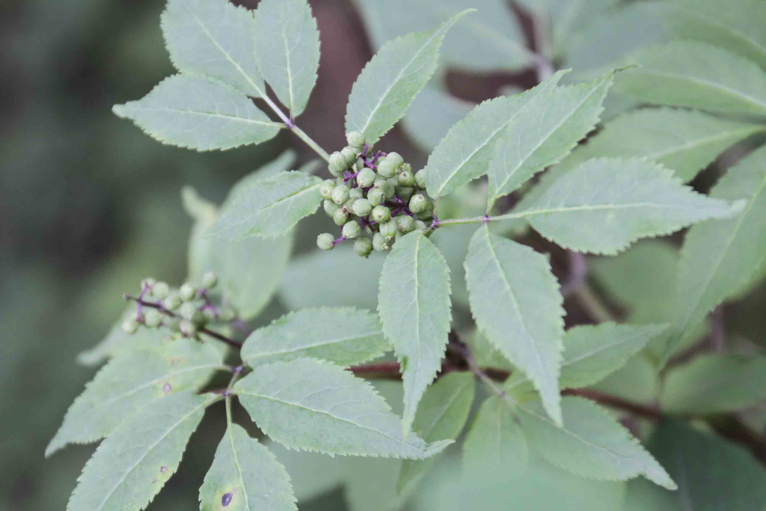 Sambucus racemosa