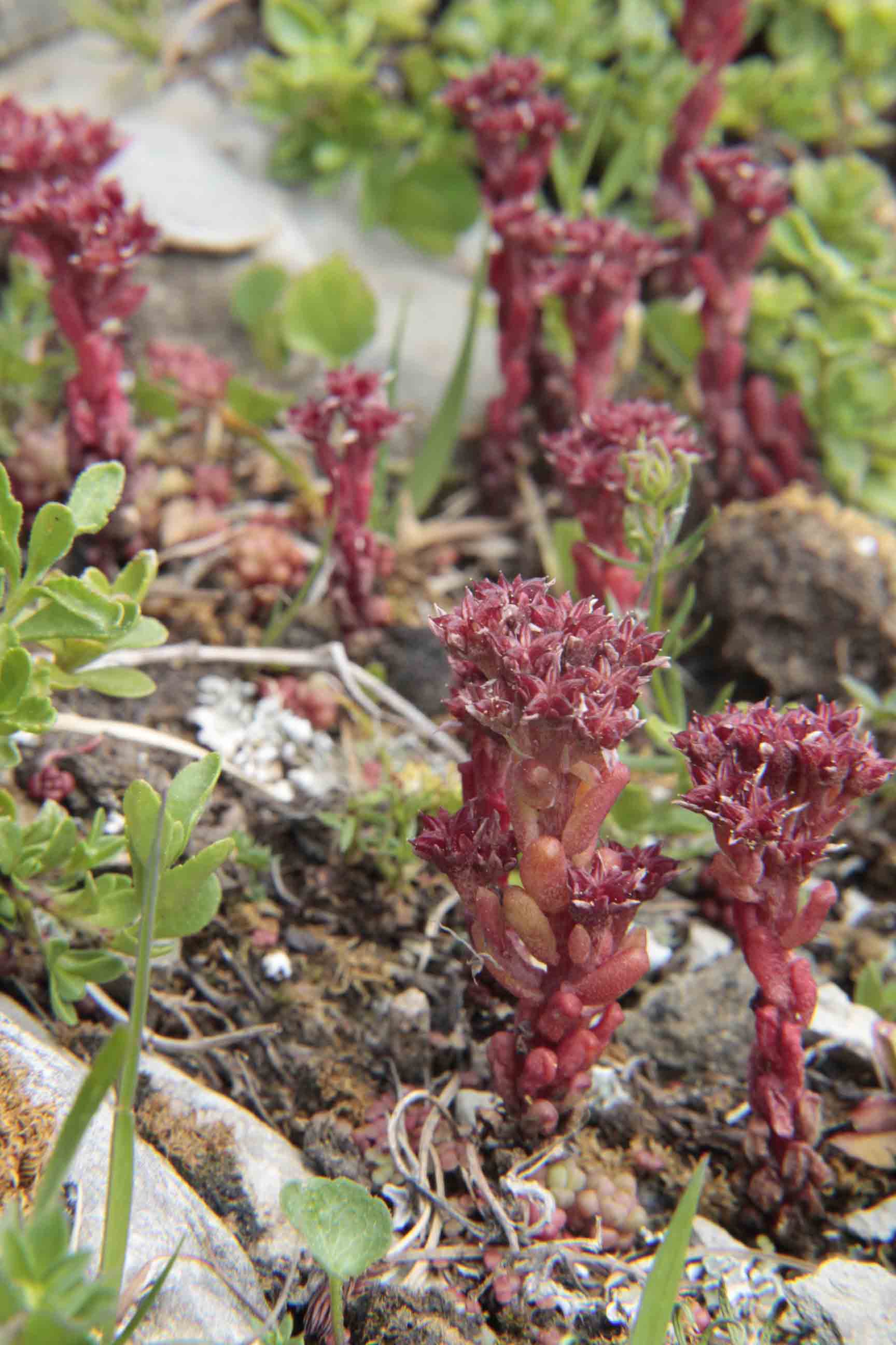 Sedum atratum