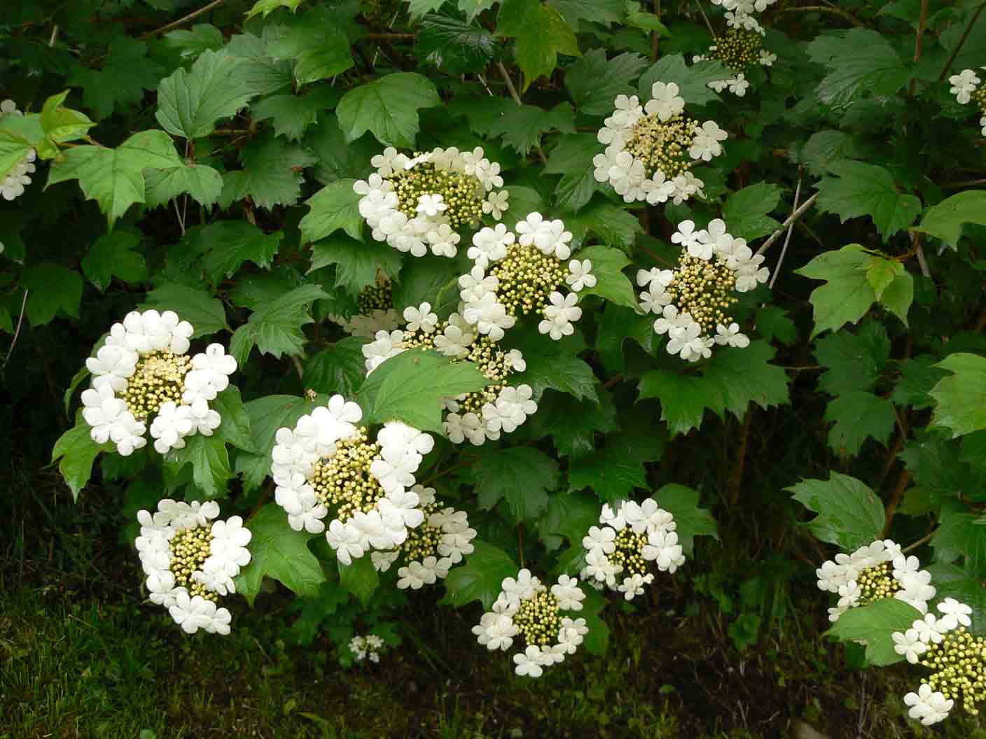 Viburnum opulus / Palla di neve