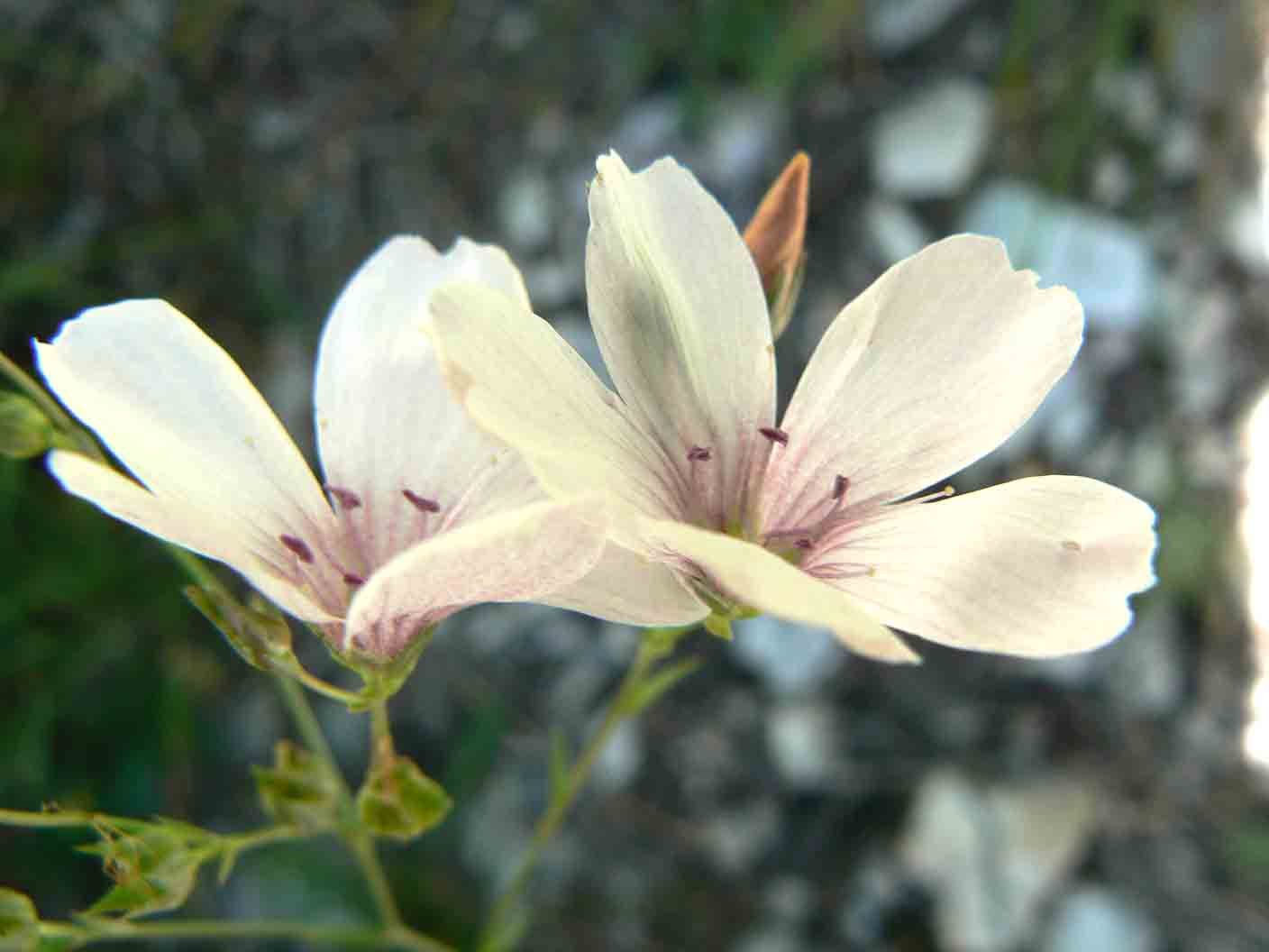 Linum tenuifolium