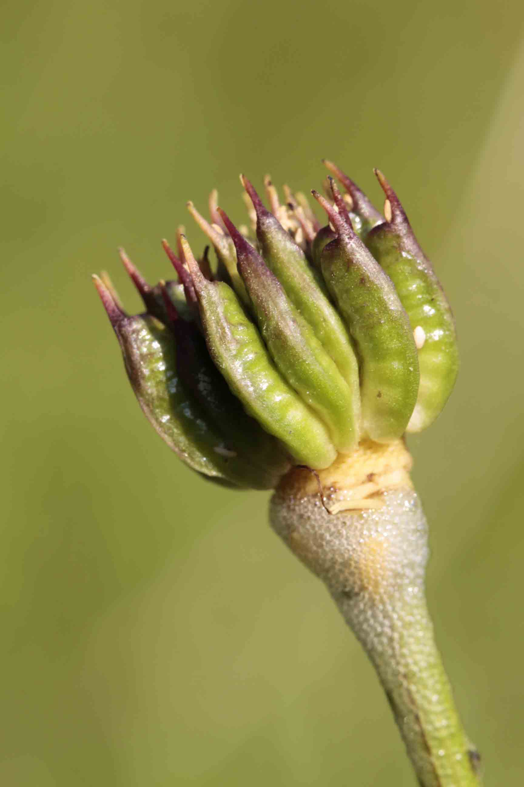 Trollius europaeus / Botton d''oro