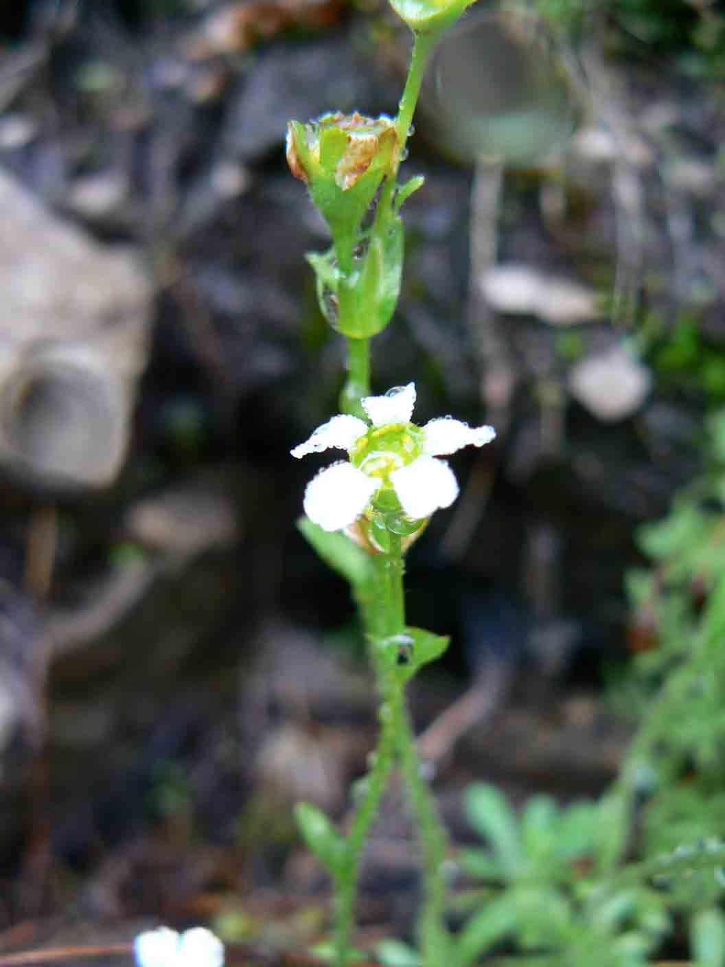 Saxifraga androsacea