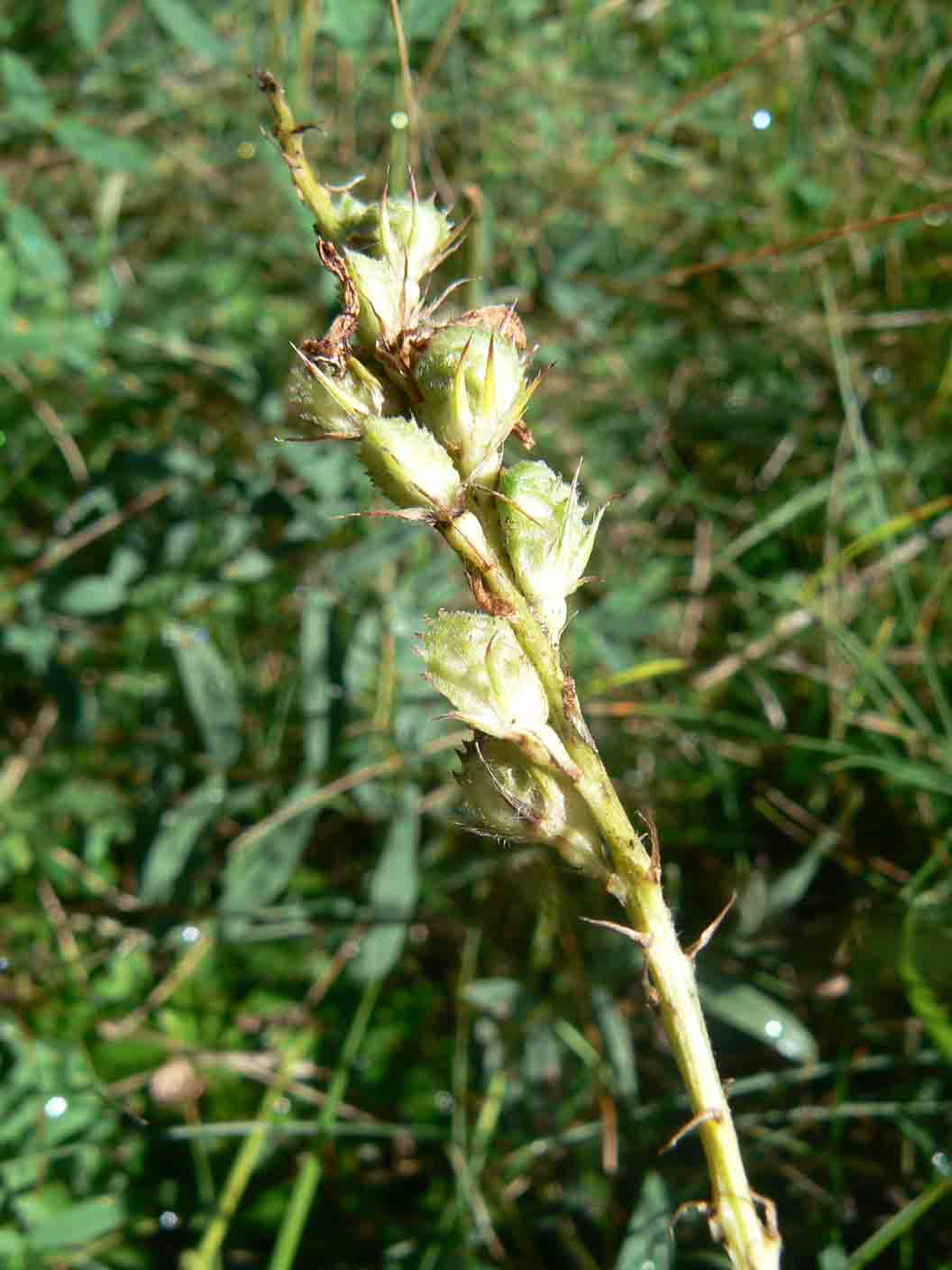 Semi da id -  Onobrychis sp.