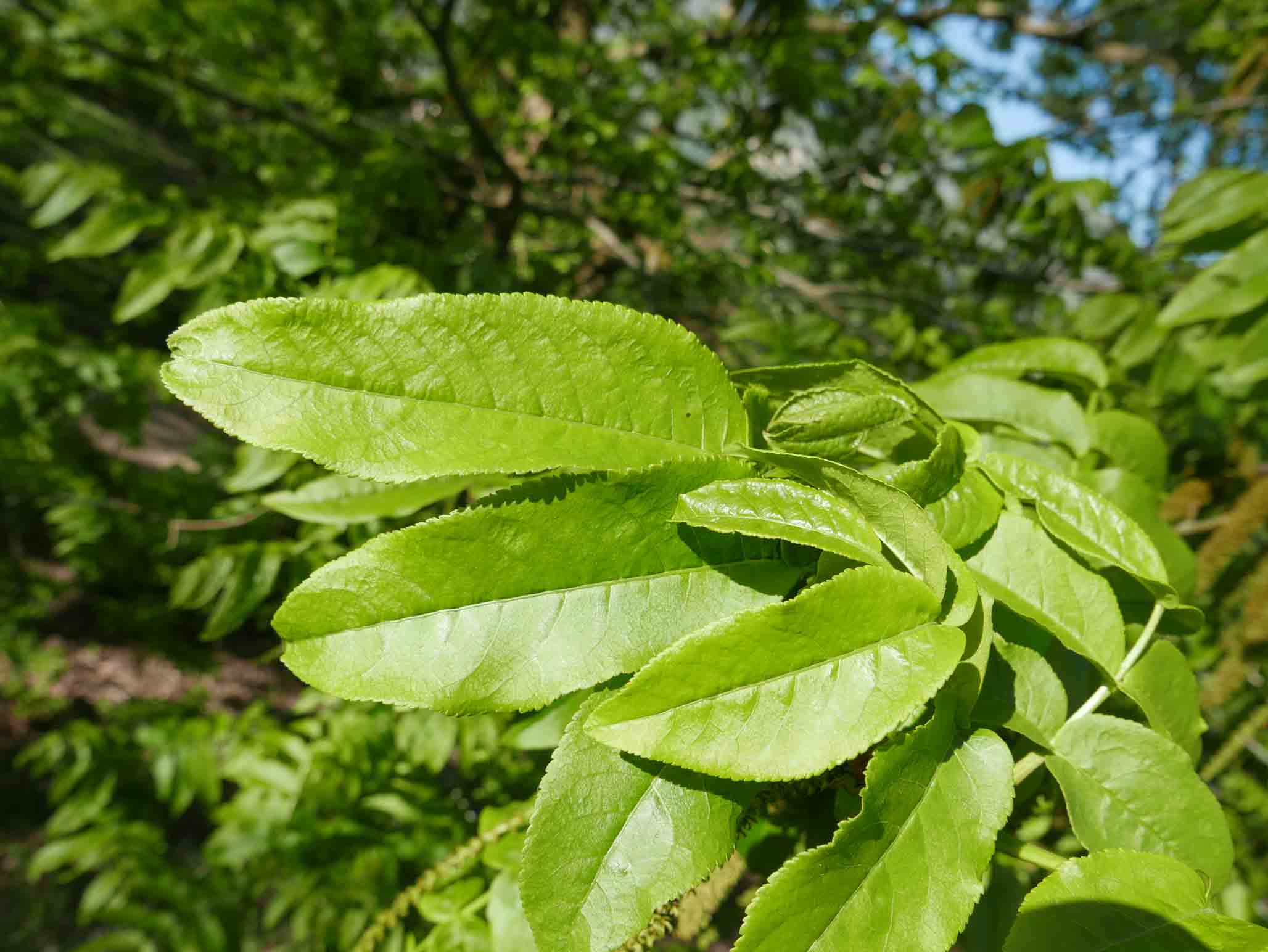 Juglans nigra / Noce nero