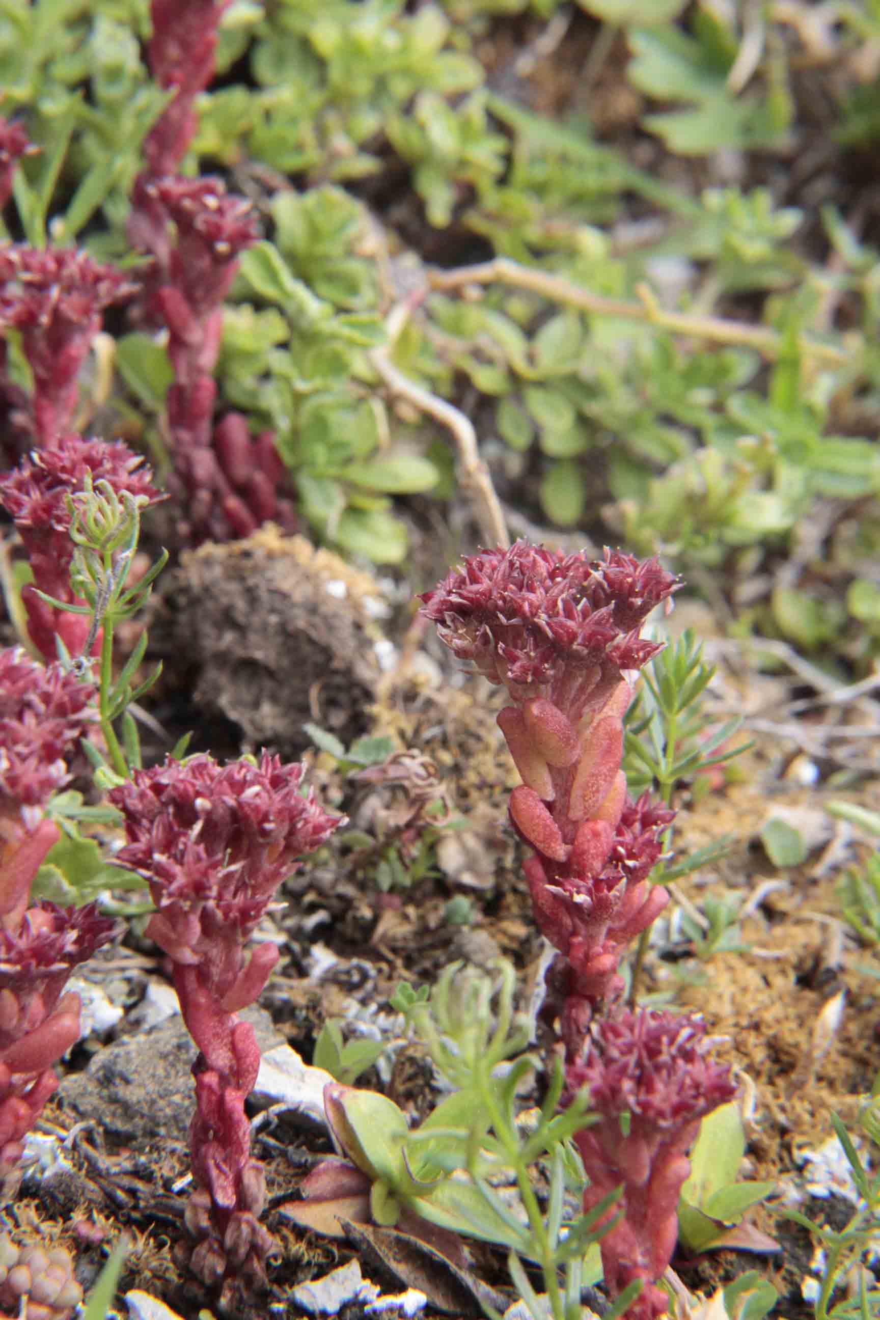 Sedum atratum