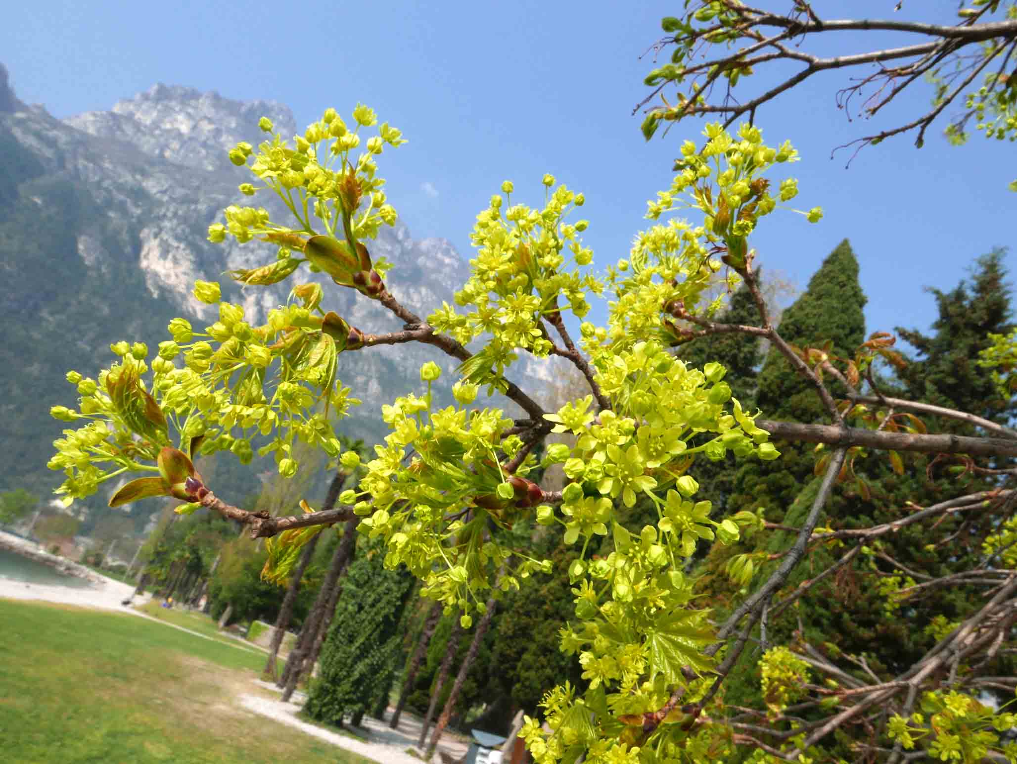 Acer platanoides / Acero riccio