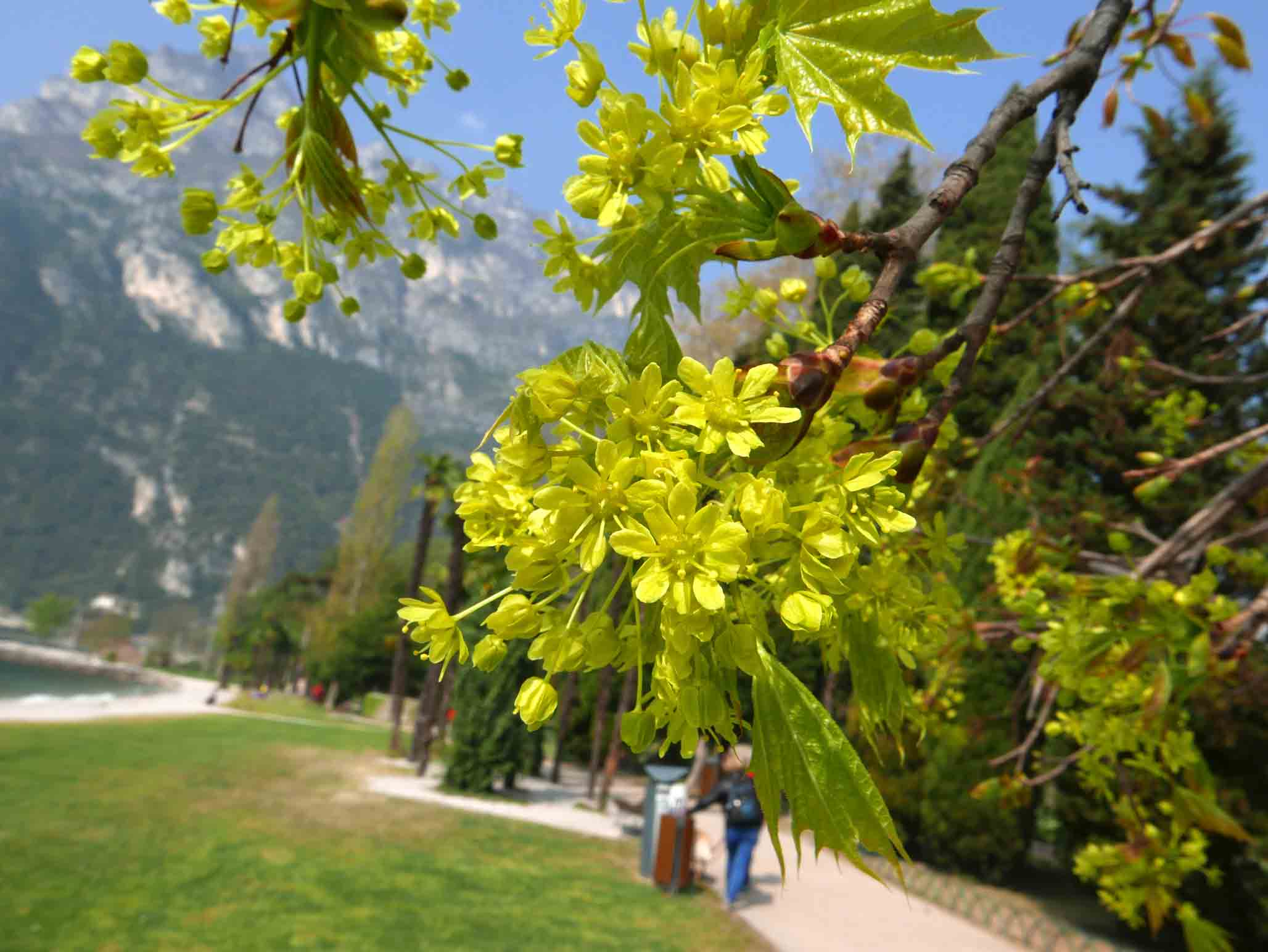 Acer platanoides / Acero riccio