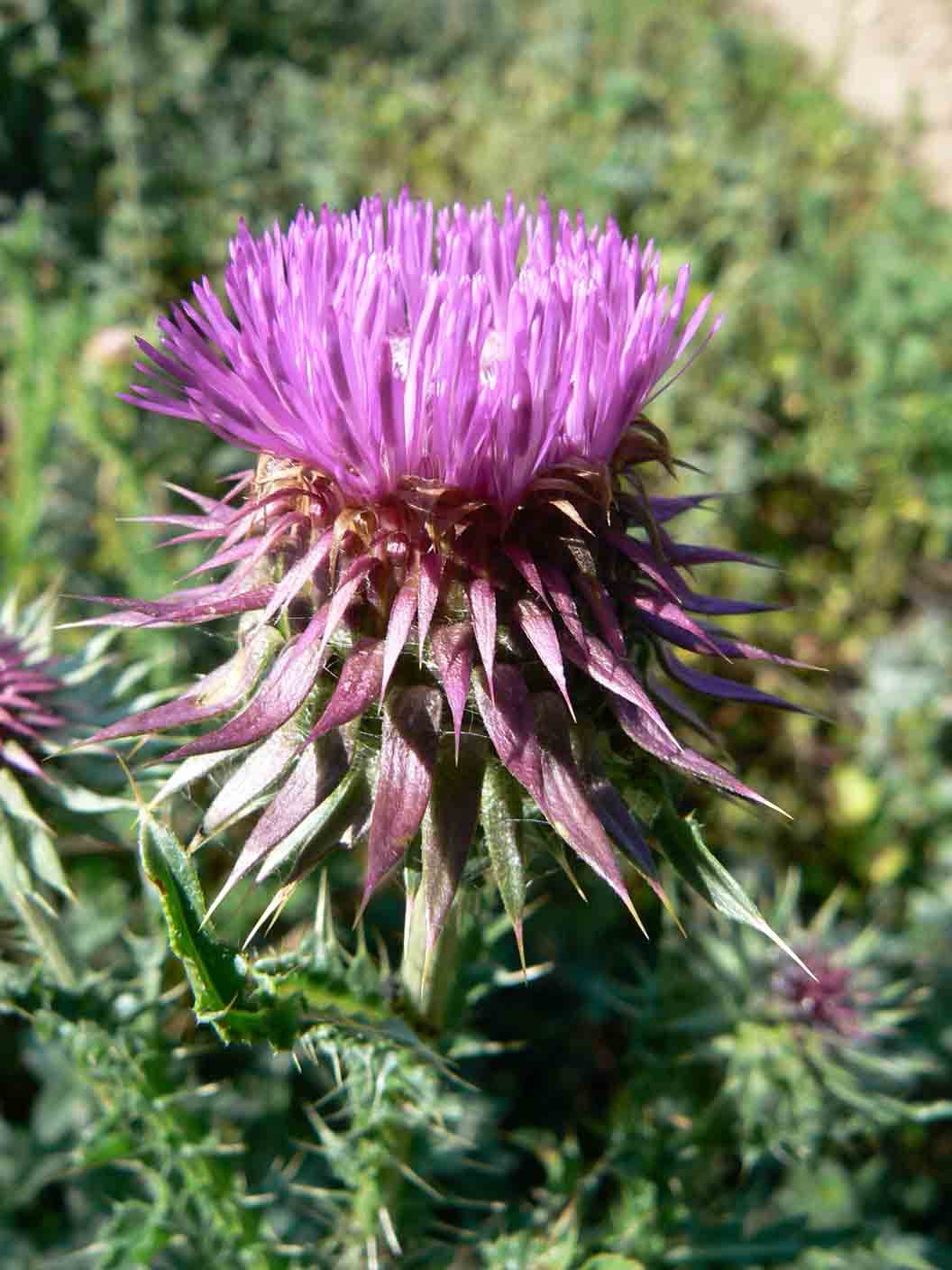 Carduus nutans