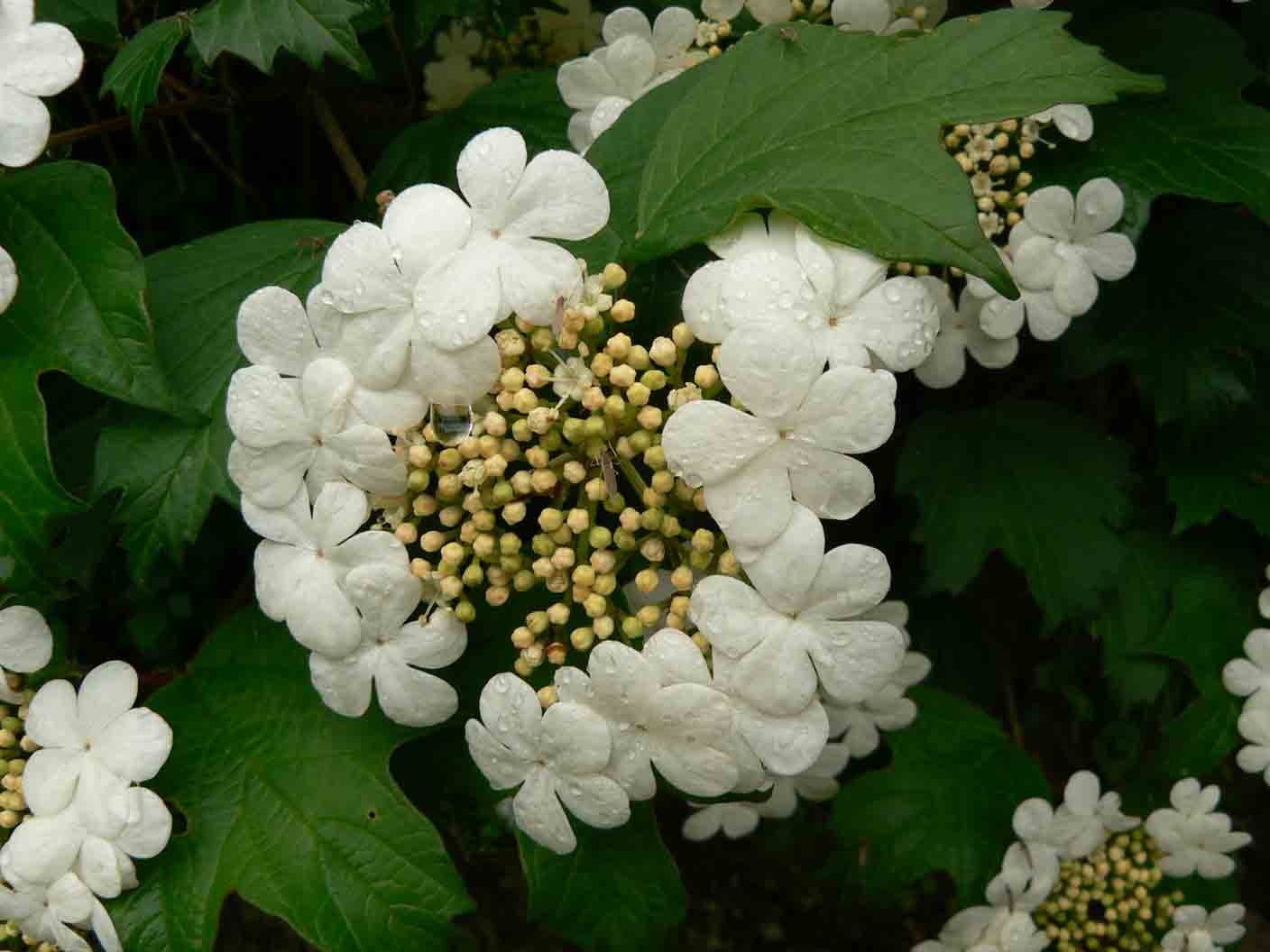 Viburnum opulus / Palla di neve