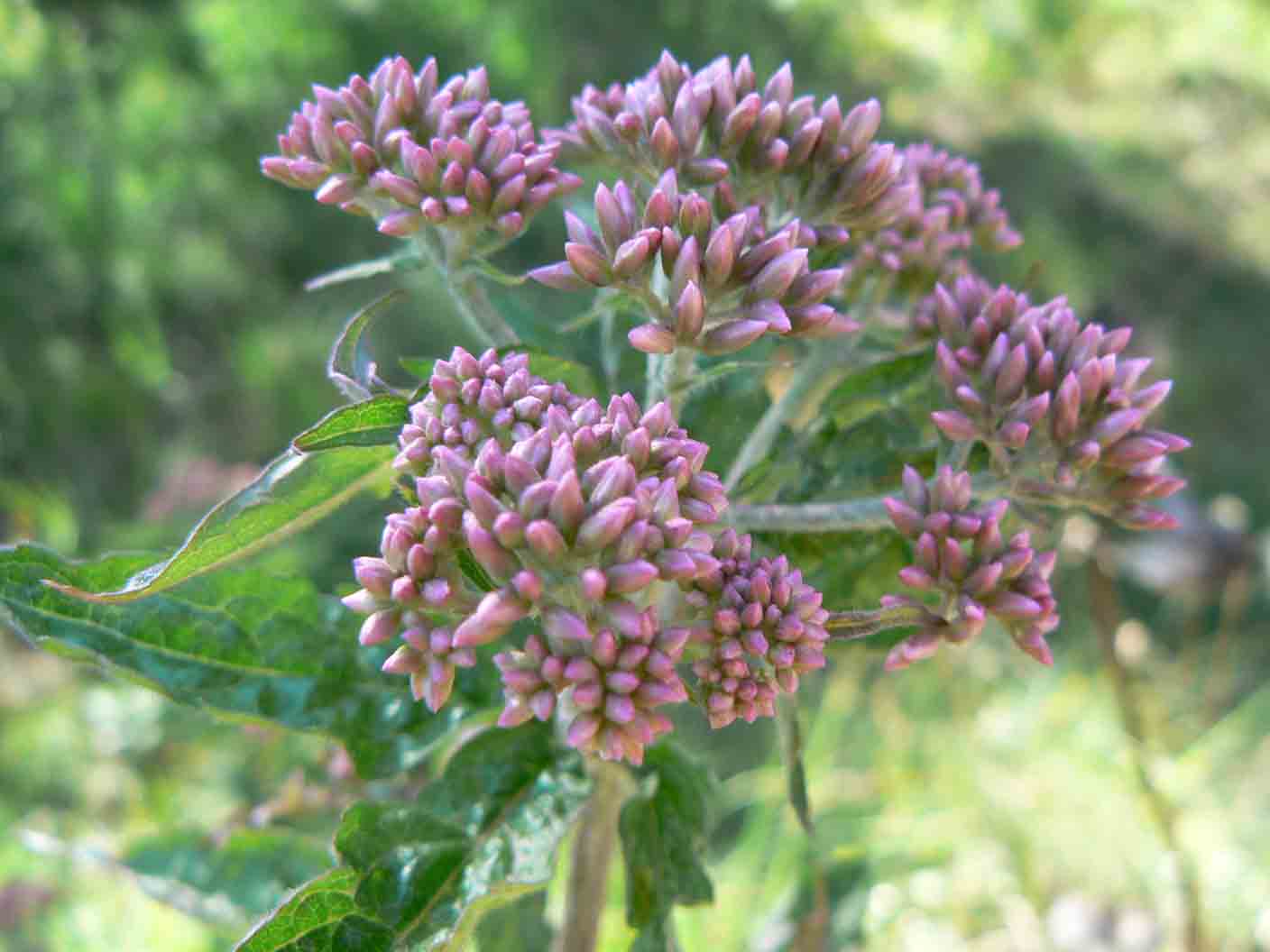 Eupatorium cannabinum