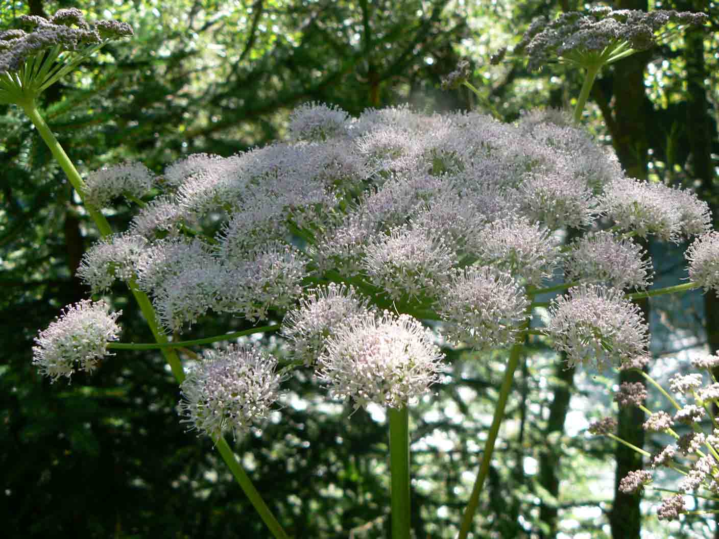 Angelica sylvestris / Angelica selvatica