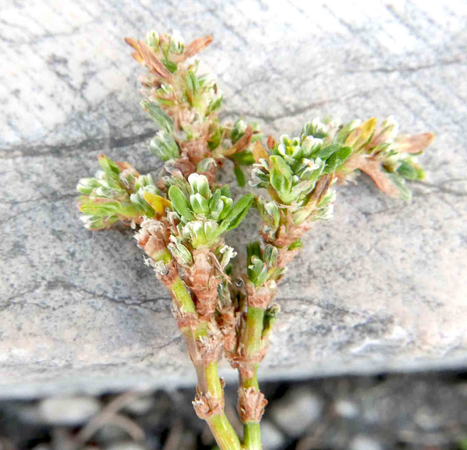 Polygonum arenastrum