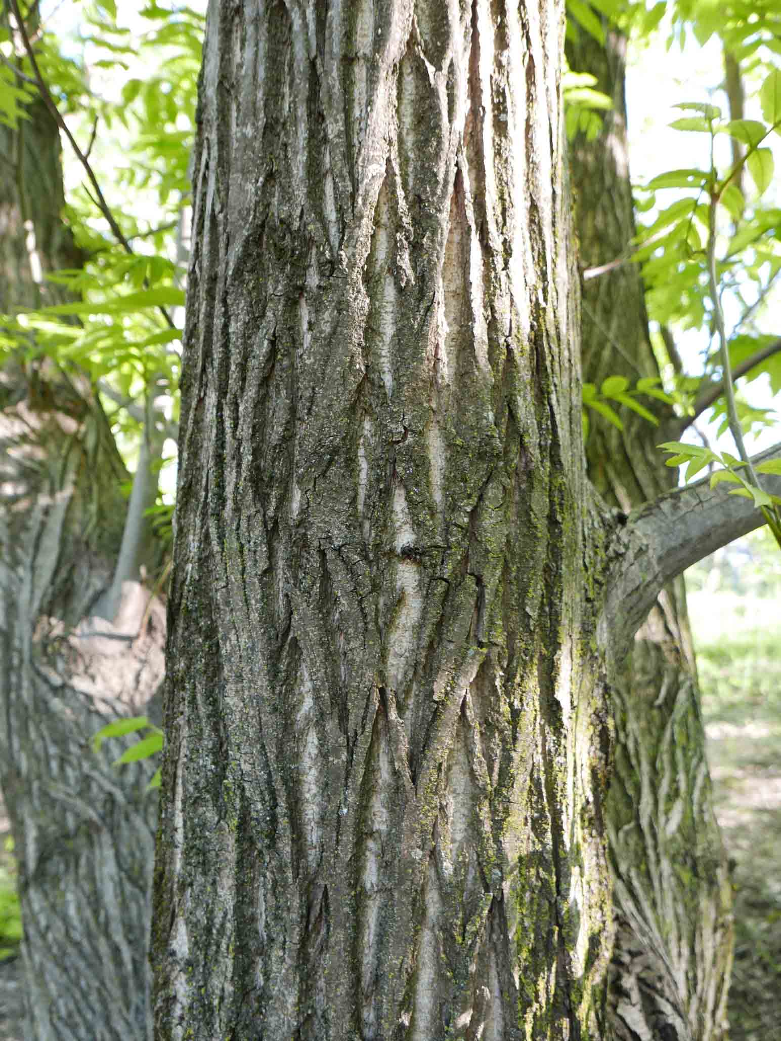 Juglans nigra / Noce nero