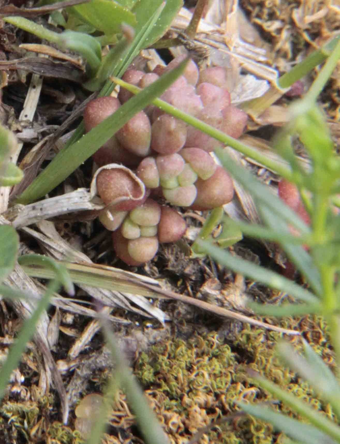 Sedum atratum