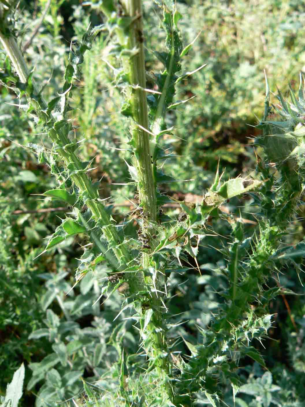 Carduus nutans