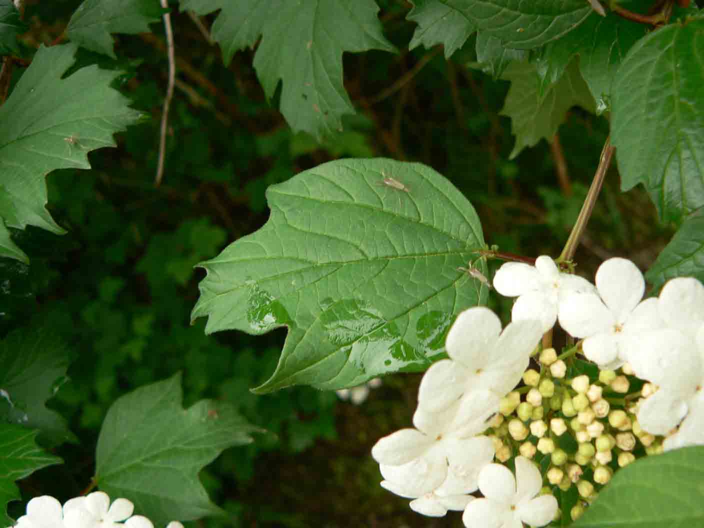Viburnum opulus / Palla di neve