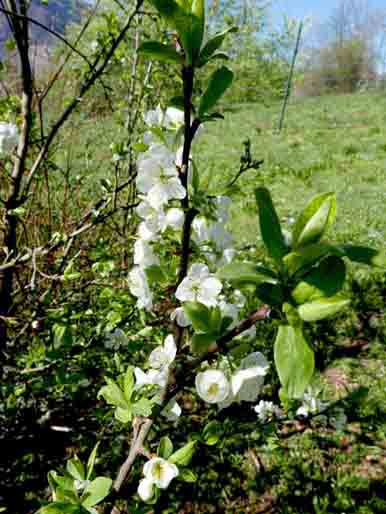 Prunus domestica /  Pruno