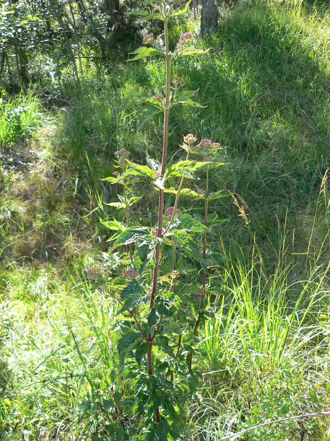 Eupatorium cannabinum