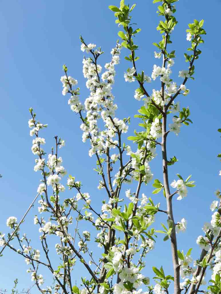 Prunus domestica /  Pruno