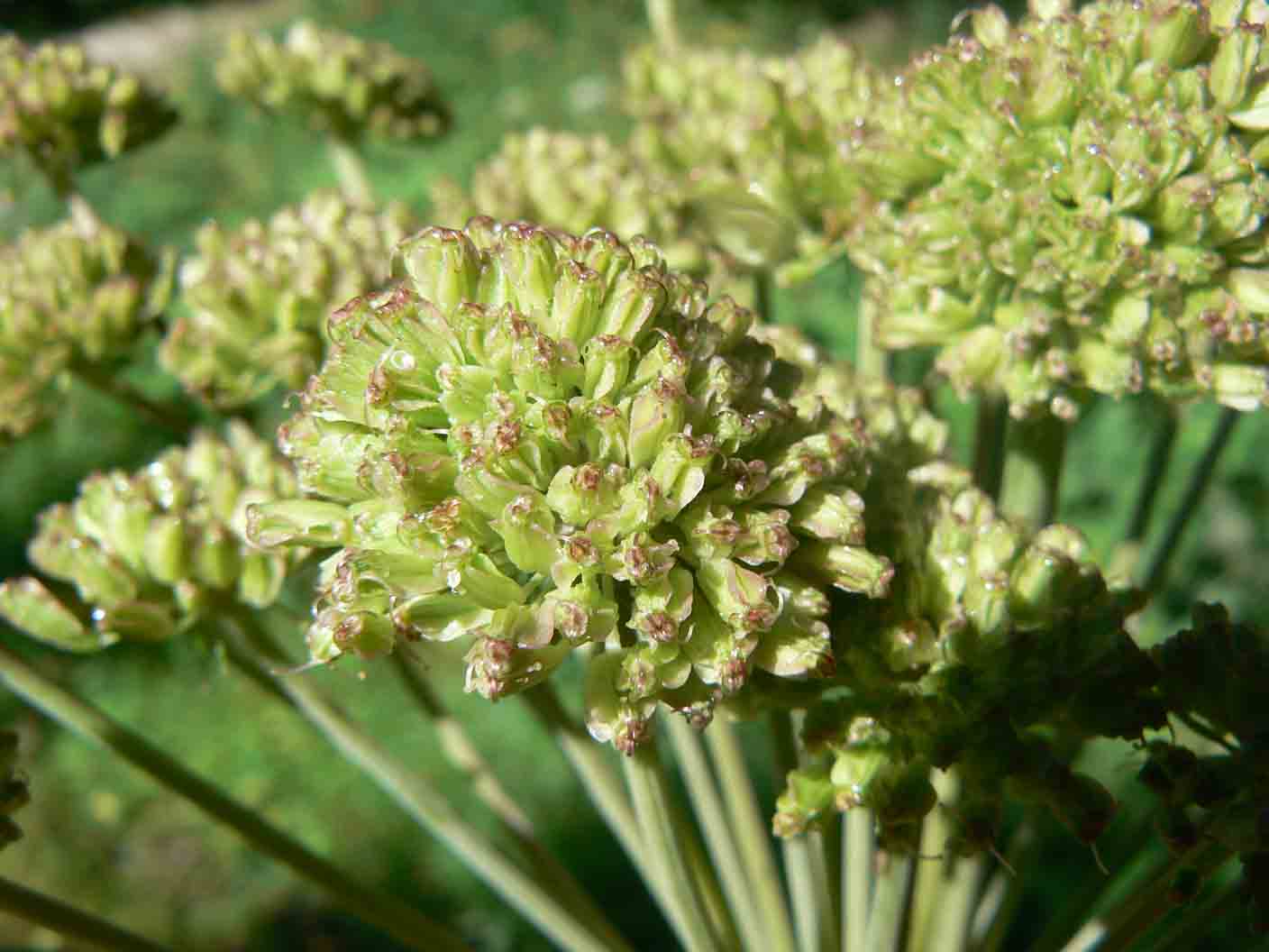 Angelica sylvestris / Angelica selvatica