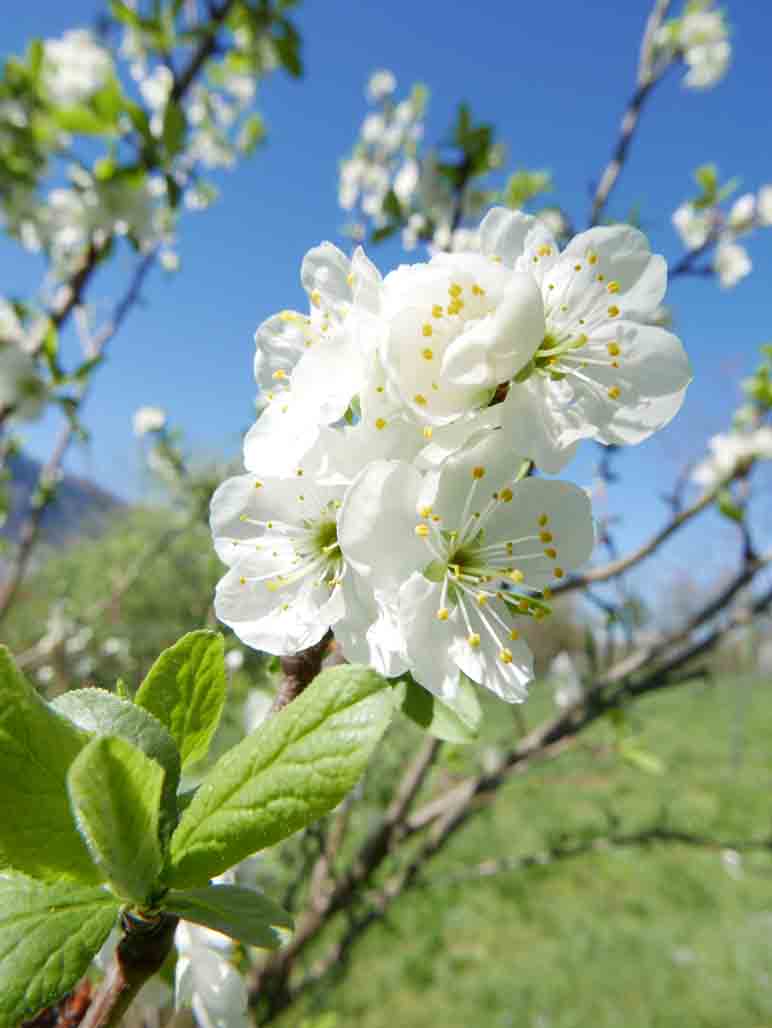 Prunus domestica /  Pruno