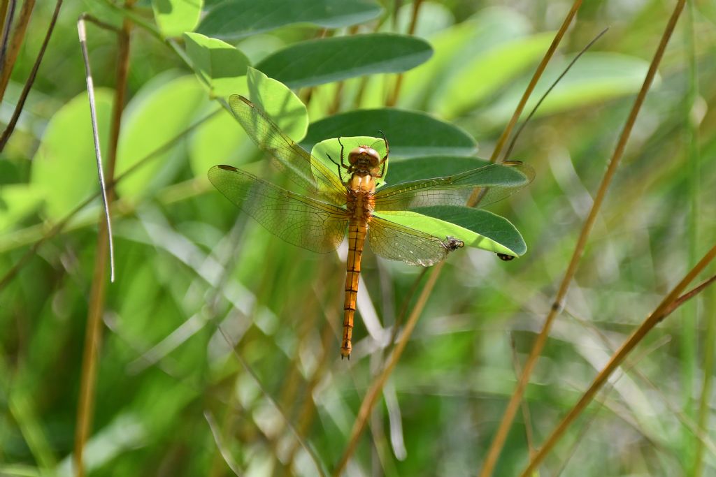 Riconoscimento Sympetrum? no, Orthetrum coerulescens