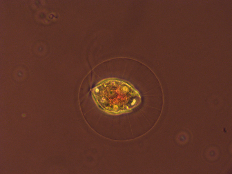 haematococcus? optika b5