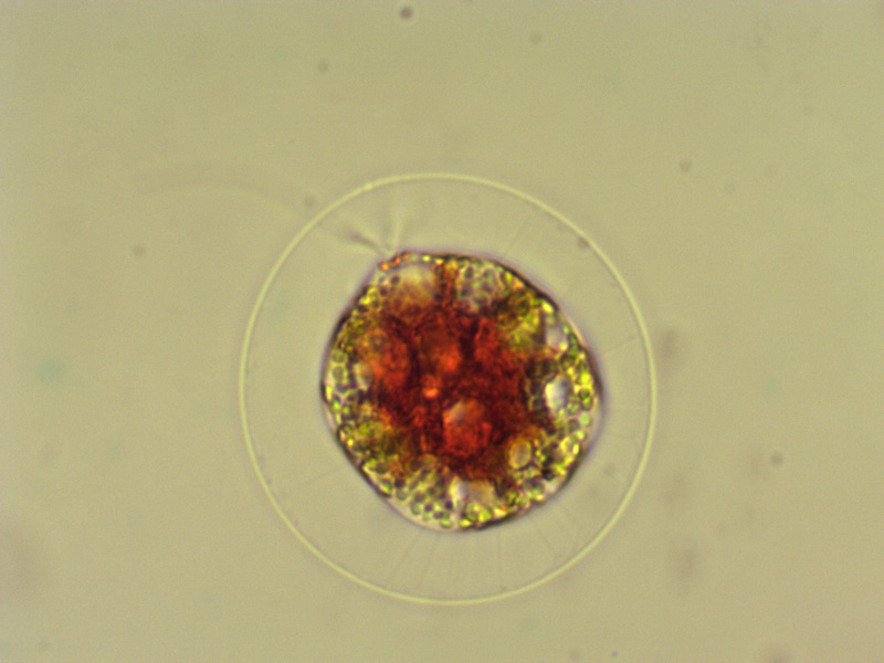 haematococcus? optika b5