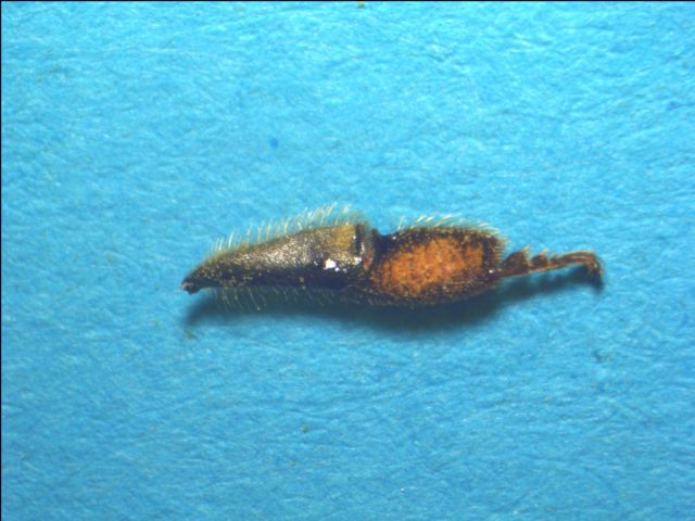 Stereomicroscopio per aracnidi