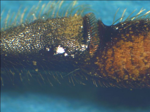 Stereomicroscopio per aracnidi