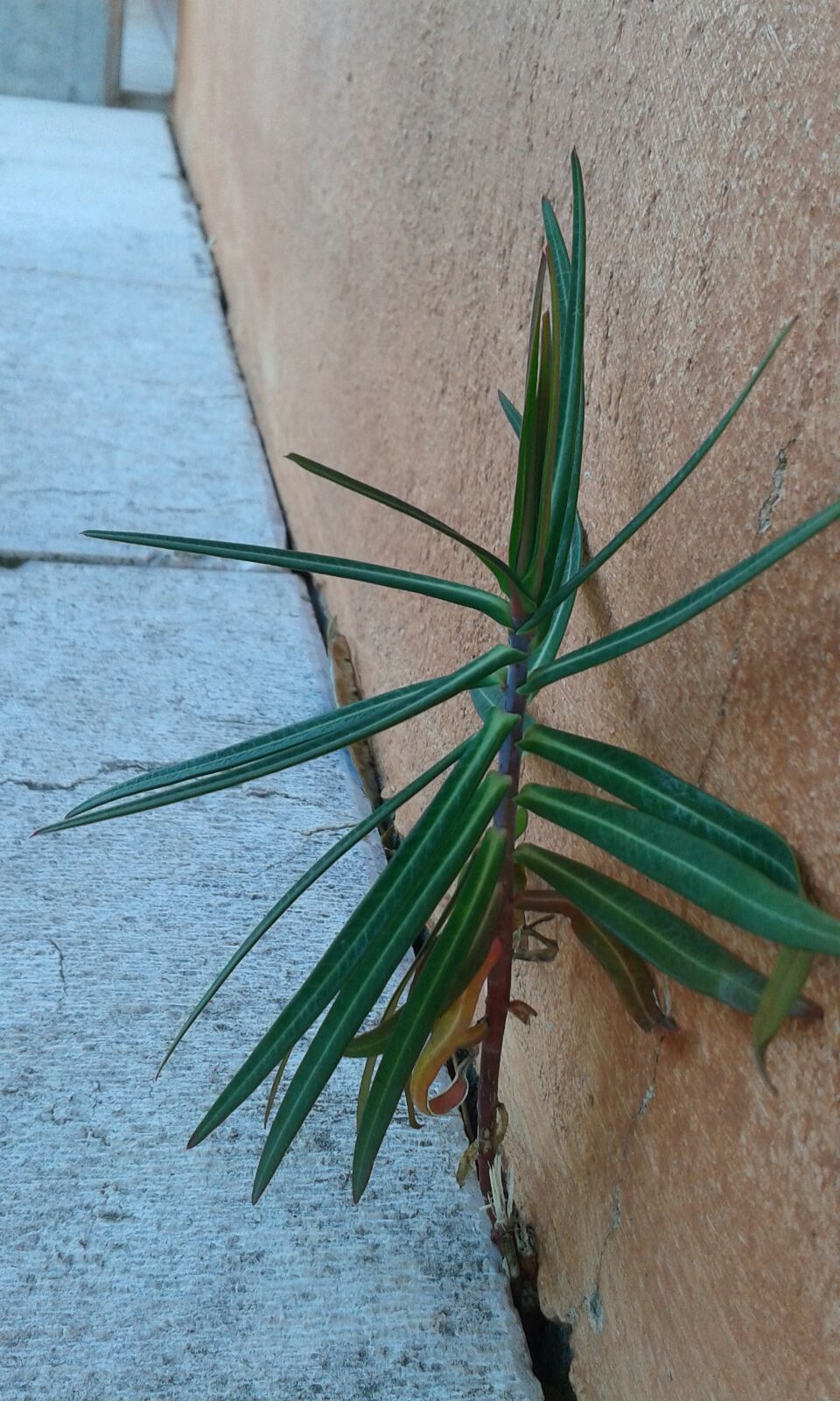 Euphorbia lathyris