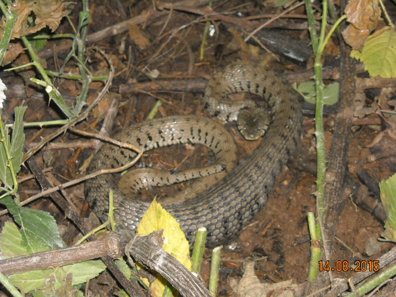 Biscia dal collare, Natrix natrix