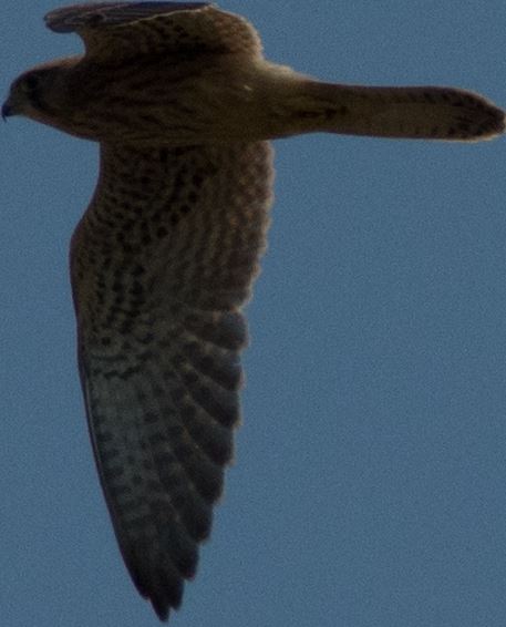 Rapace Marche
