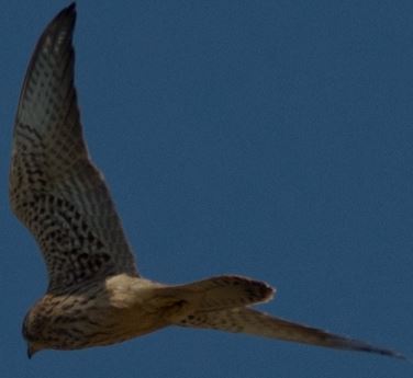 Rapace Marche