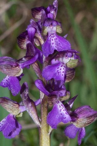Orchidea selvatica - Anacamptis morio