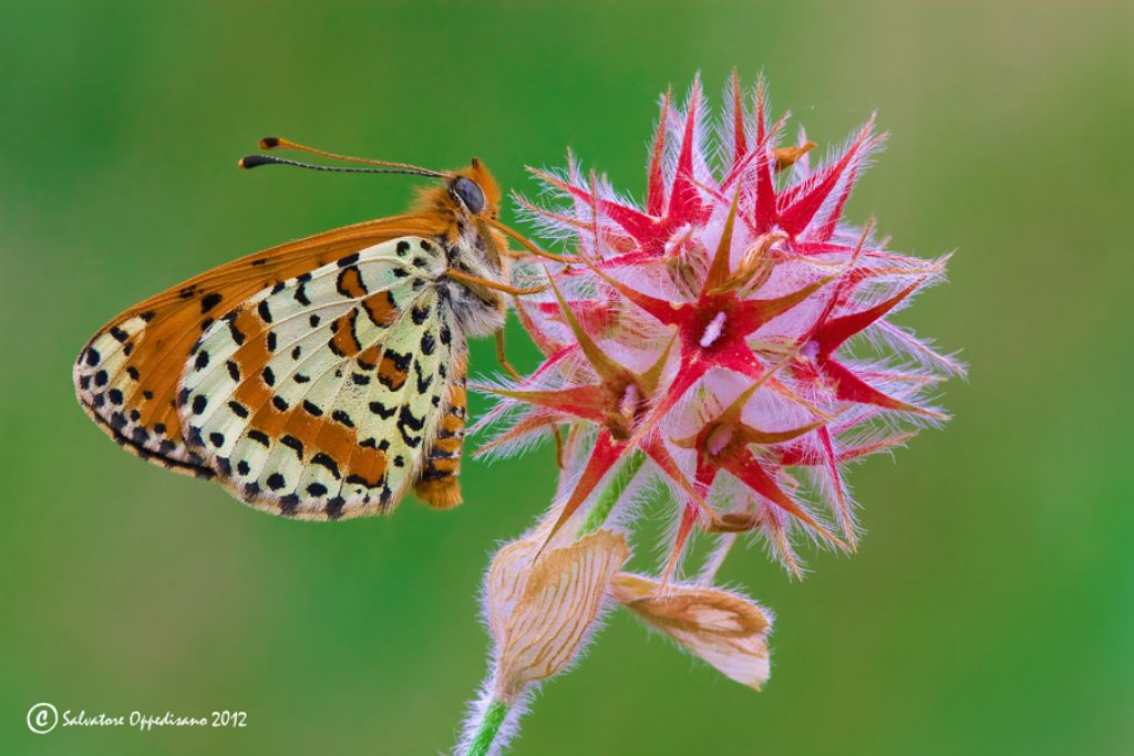 Trifolium stellatum (Fabaceae)