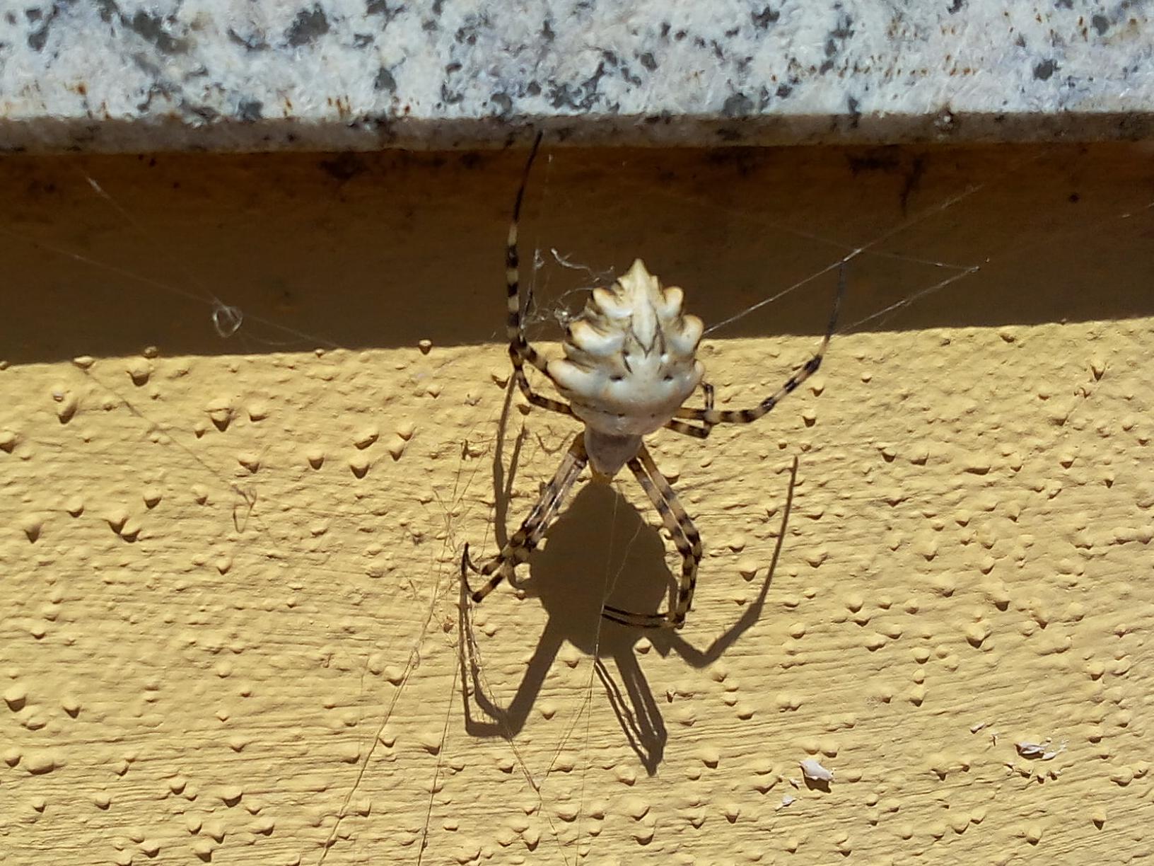 Argiope lobata - Siniscola (NU)