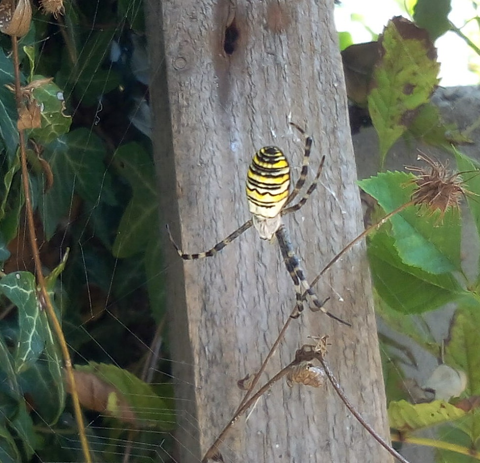 Araneidae: Argiope bruennichi, femmina - Dossena (BG)
