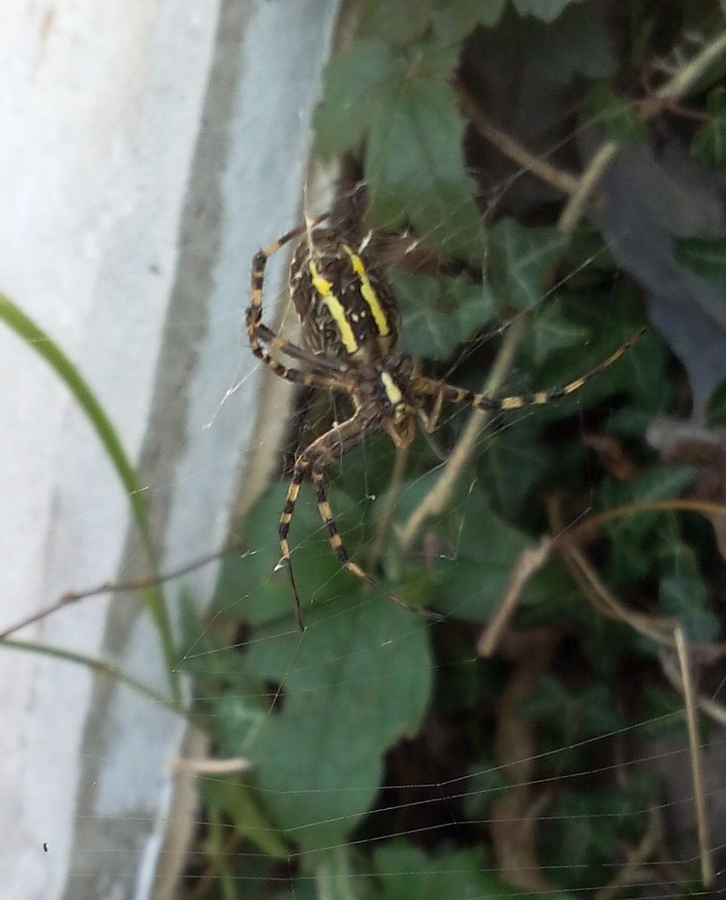 Araneidae: Argiope bruennichi, femmina - Dossena (BG)