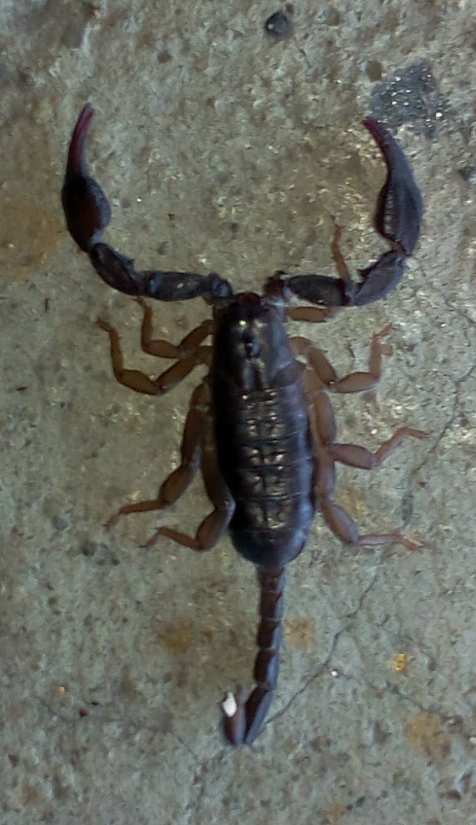 Euscorpius italicus Dossena (BG)