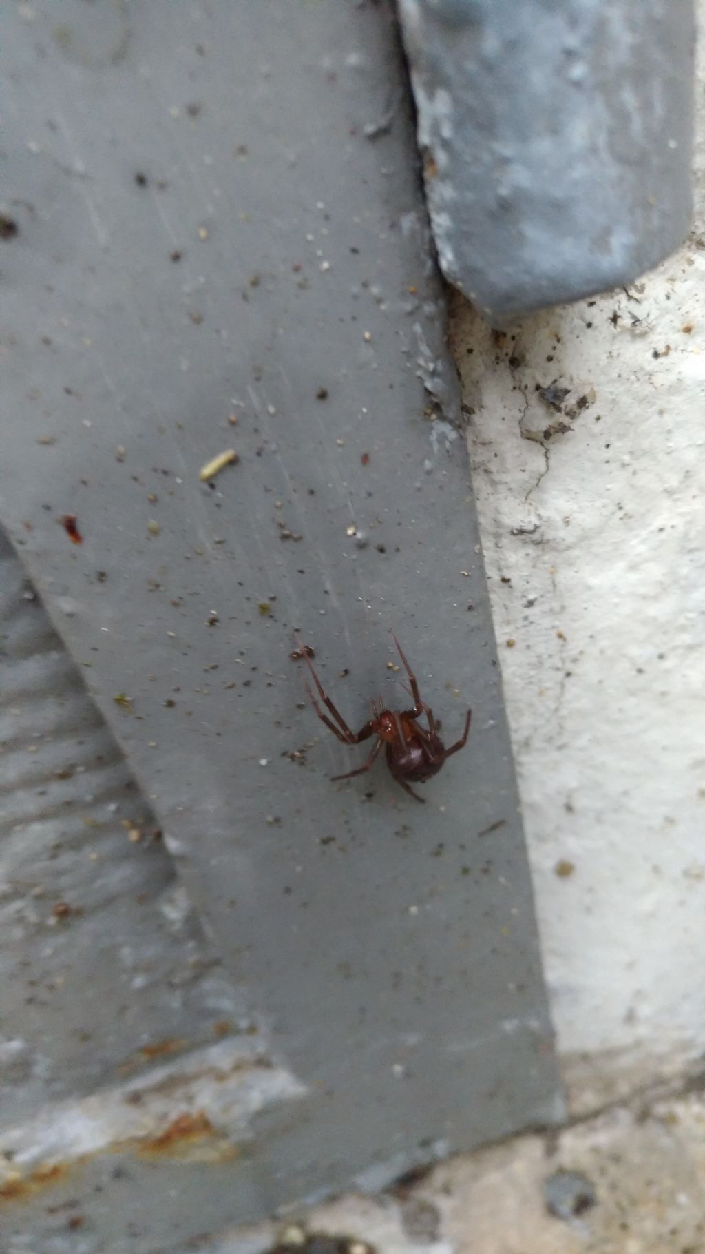 Steatoda grossa e giovane Segestria florentina - Imola (BO)