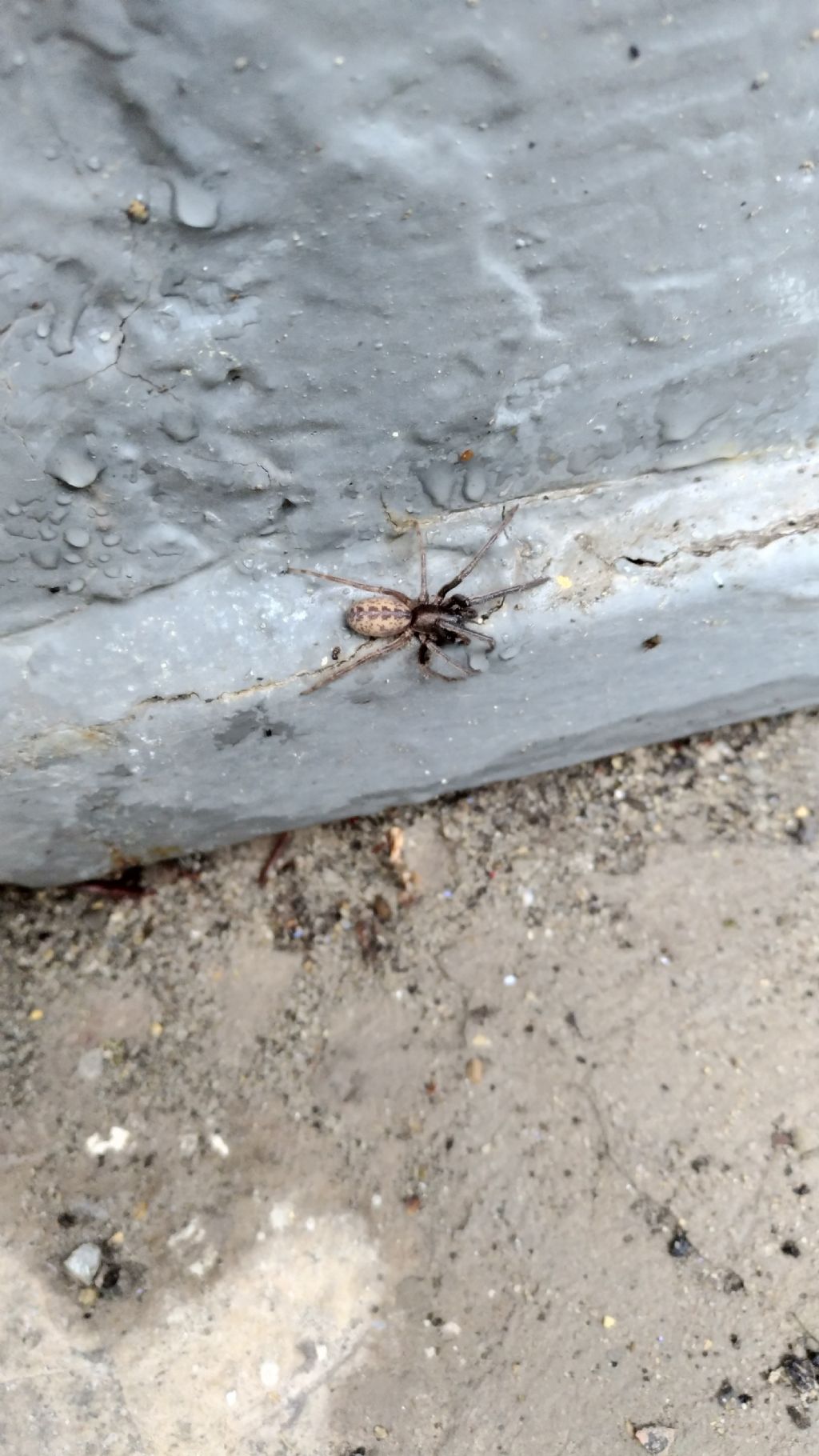 Steatoda grossa e giovane Segestria florentina - Imola (BO)