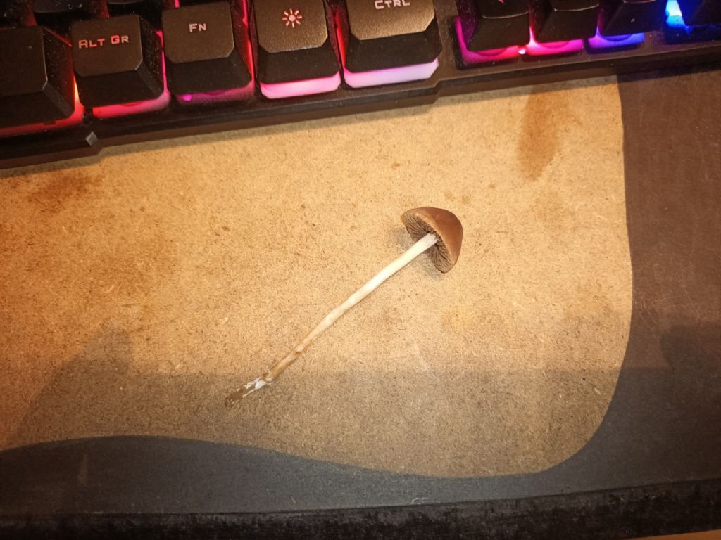 Funghetto da riconoscere