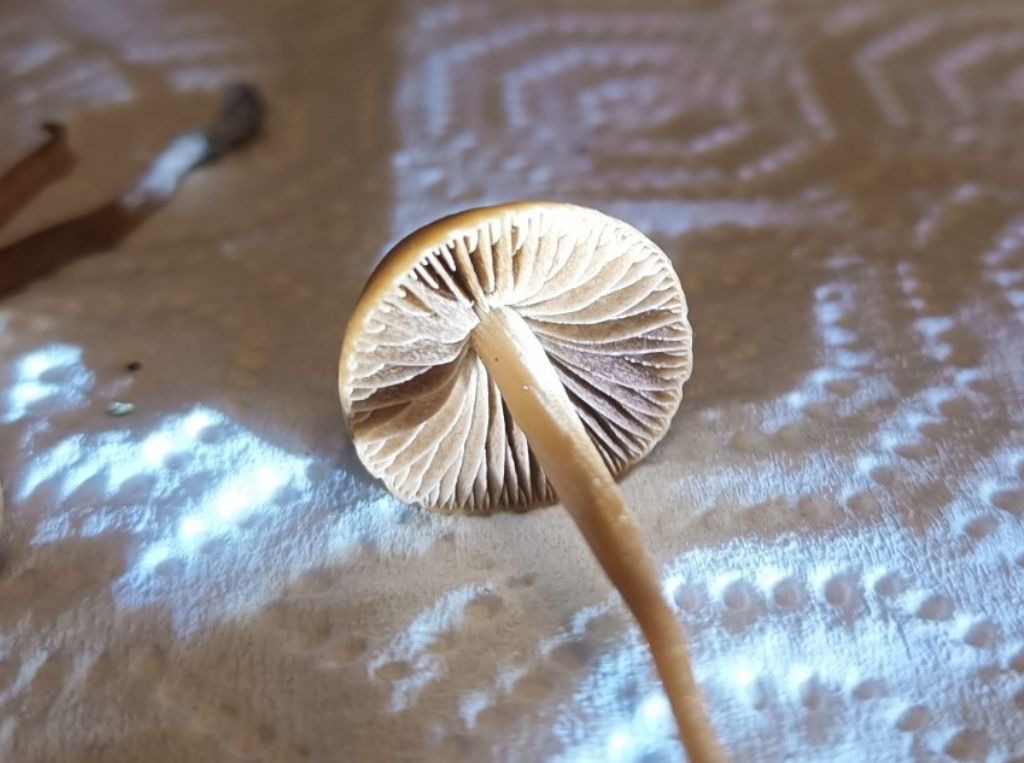 Funghetto da riconoscere