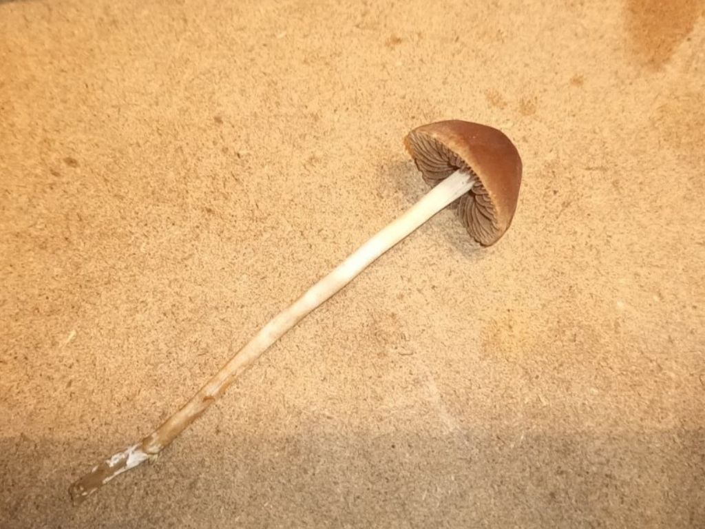 Funghetto da riconoscere