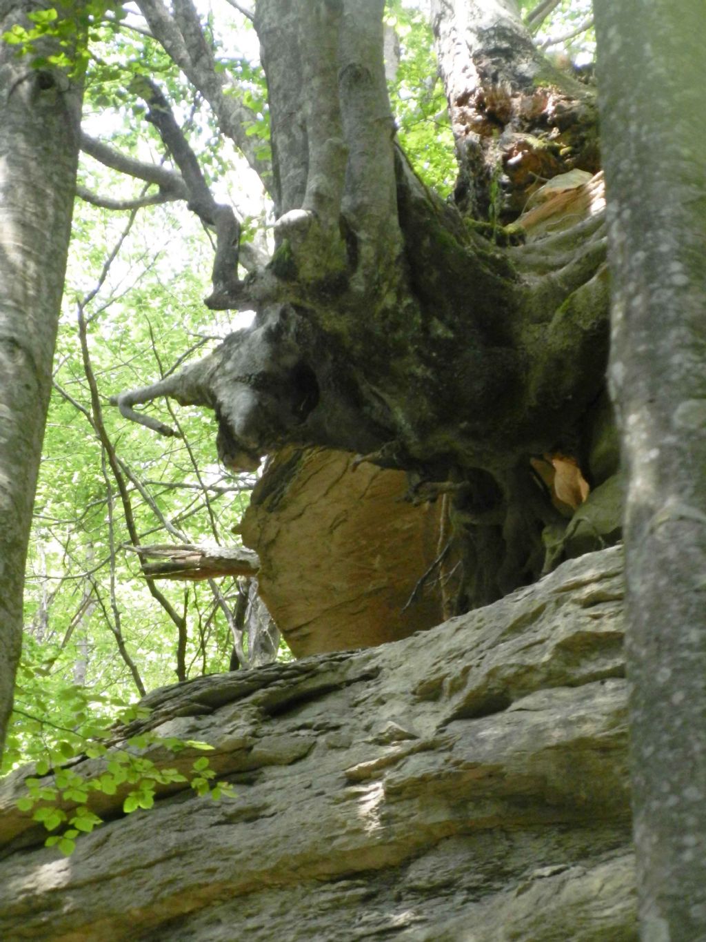 inclusione interessante