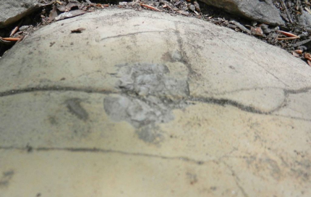 inclusione interessante