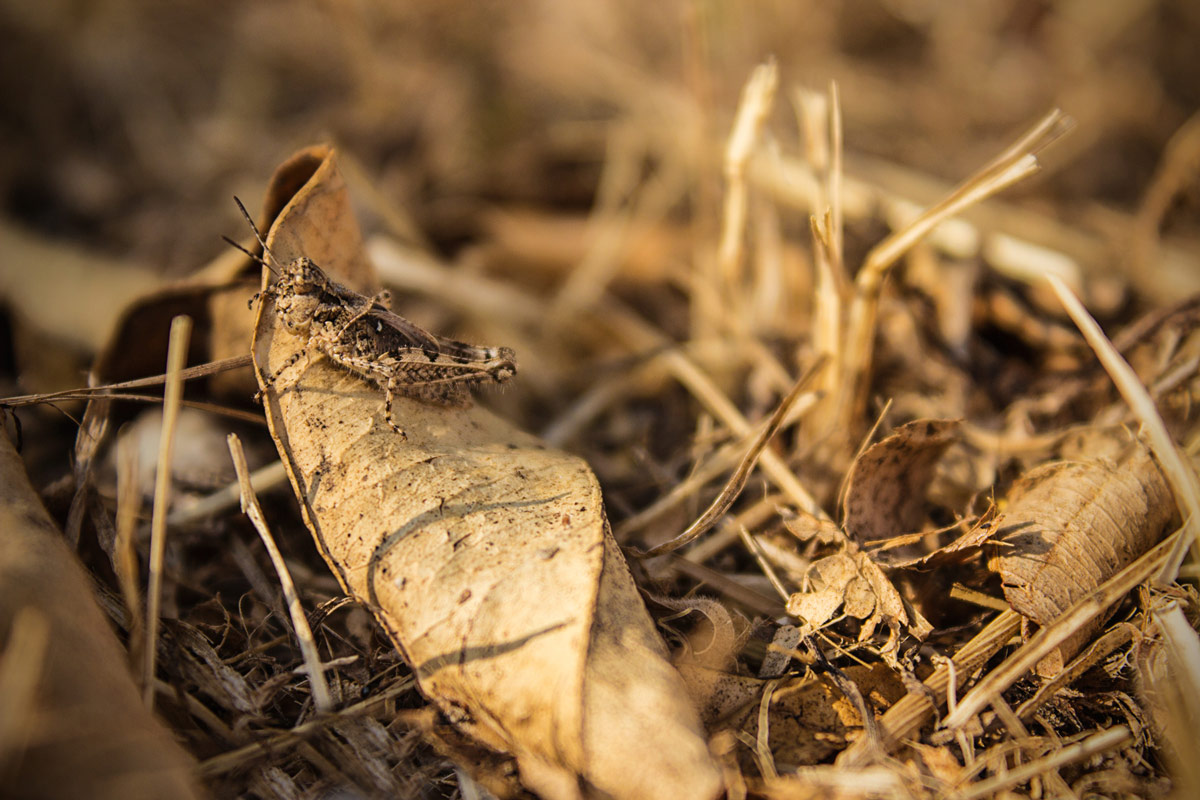 Cavalletta / grillo da identificare