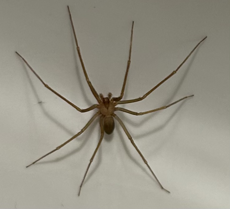 informazioni su ragno trovato in casa